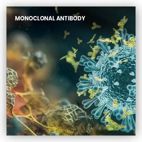 Monoclonal Antibody