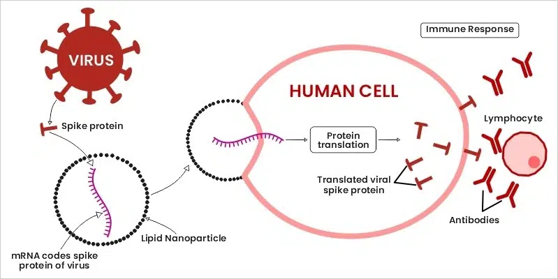 Vaccine-Mechanism-of-Action