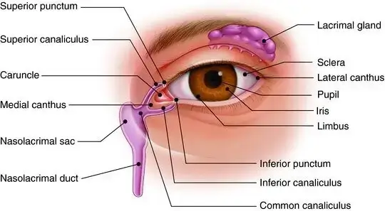 Figure-1-Anatomy-of-human-eye