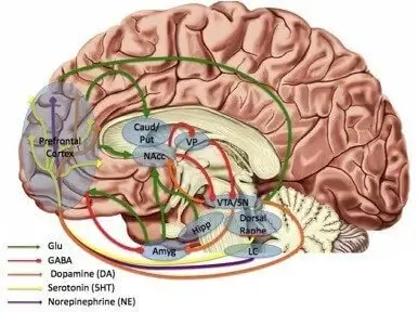 Regions-transmitters-and-circuits-implicated-in-the-pathology-of-MDD