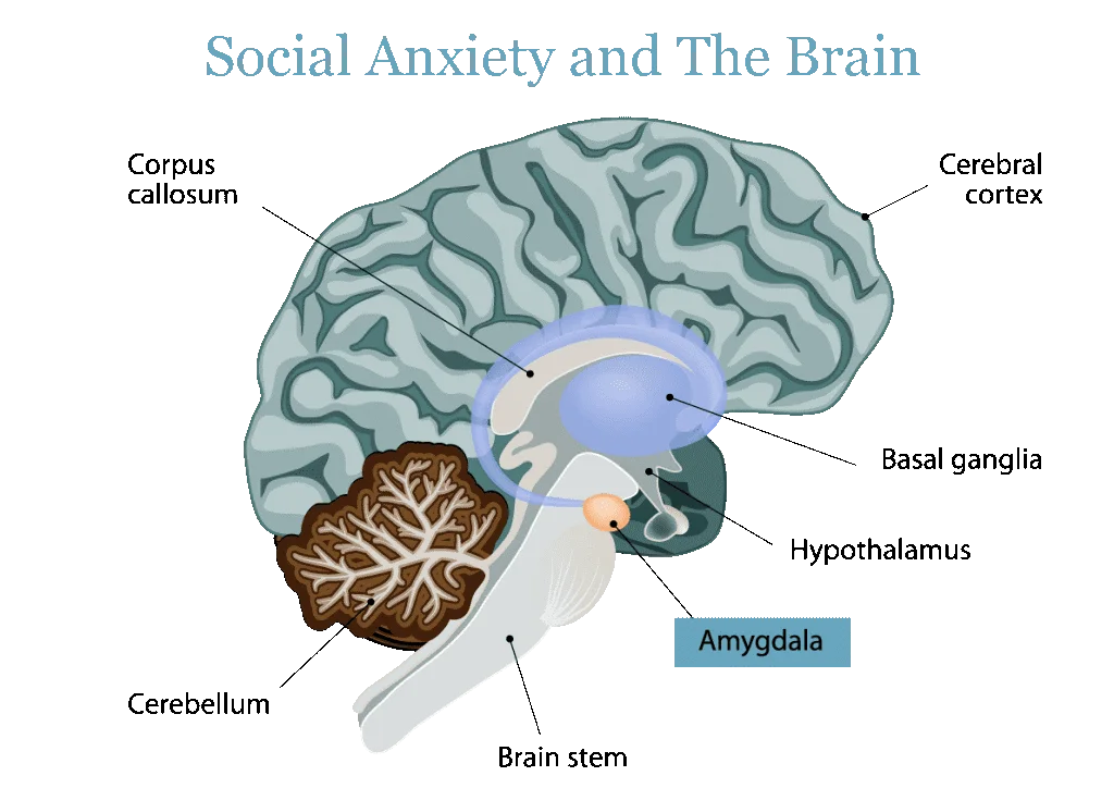 social-anxiety-the-brain