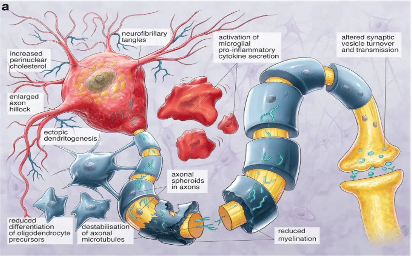 Psychiatric and cognitive symptoms